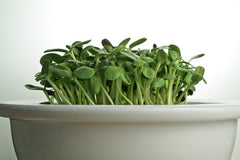 Garden Coaching and Consultation Package