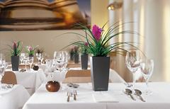 Indoor Table Planters