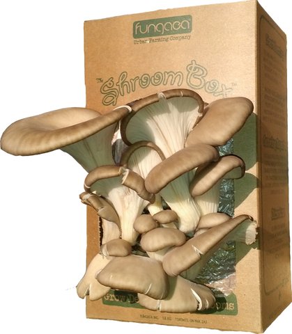 Fungaea Oyster Mushroom "Shroom Box"