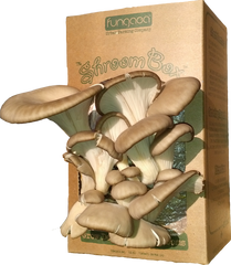 Fungaea Oyster Mushroom "Shroom Box"