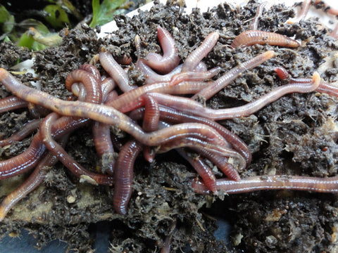 The Young Urban Farmers Store — Red Wiggler Worms